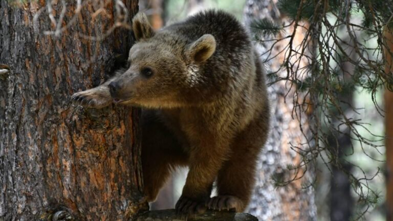 Slovakya, etkilenmek ve öldürmek için 350 aylık öldürmeyi onayladı