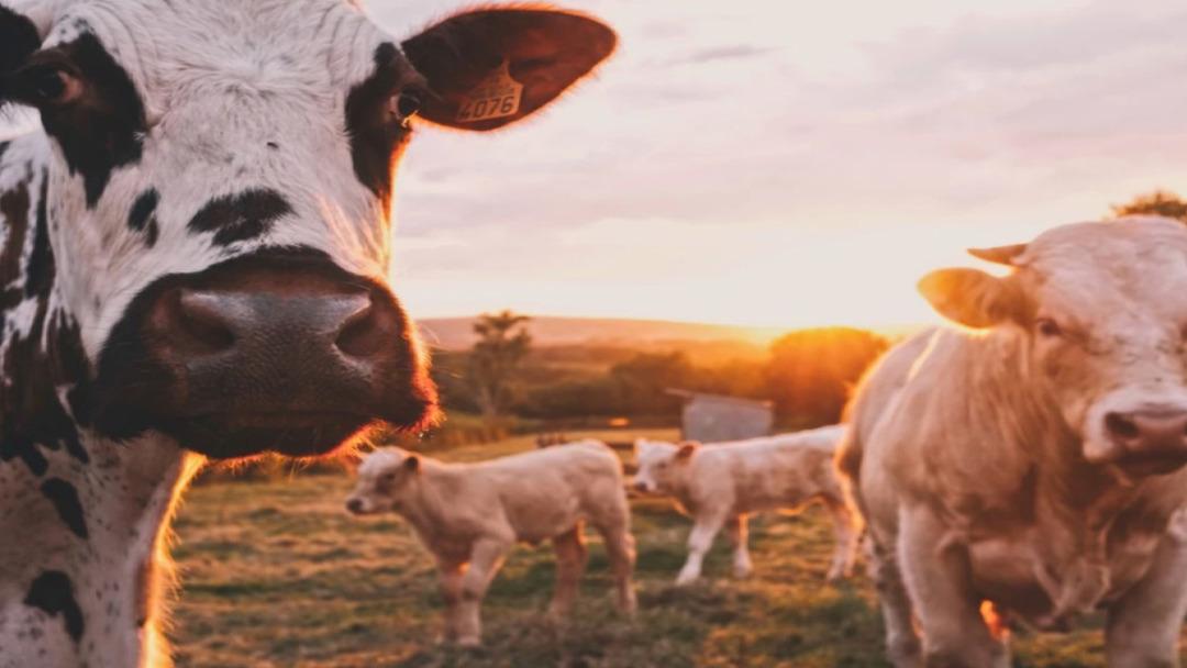 Ankara'dan sonra Bolu! Deli dana paniği... Deli dana hastalığı nedir ve nasıl bulaşır? Deli dana hastalığının belirtileri nelerdir? Kişiden kişiye bulaşabilir mi? 4